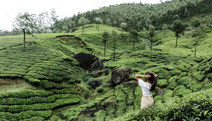 Munnar Tea Hills