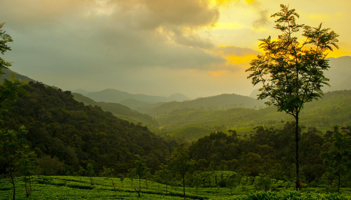 Munnar Tea Hills