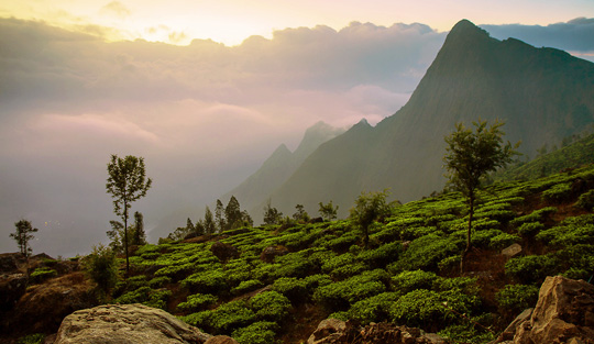 Munnar Hill Stations