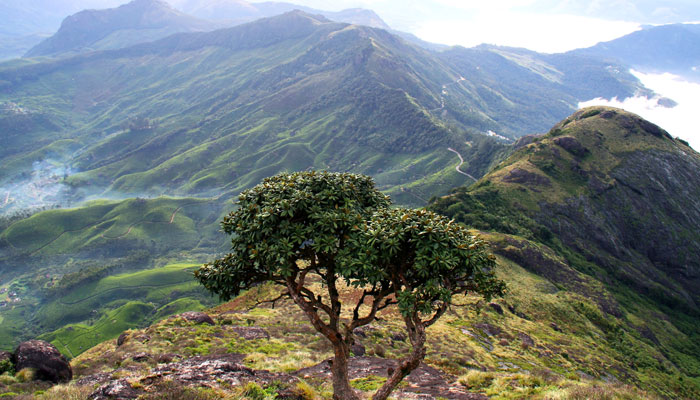 Munnar Chokkarmudi Trekking