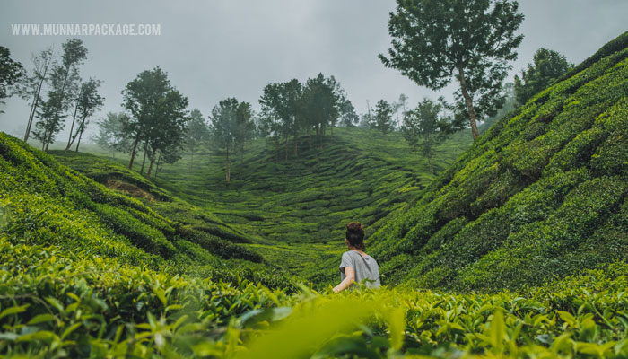 Munnar Tea Estates