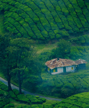 Images of Munnar - Thekkady